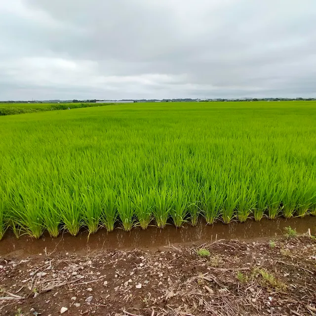 Tanaka Stormwater Detention Basin