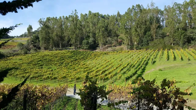 Alfaro Family Vineyard-Winery