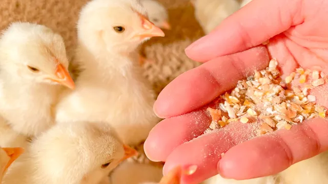 Moff animal cafe Ionmorushinrifuten