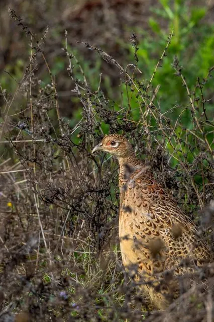 Oasi WWF Bosco del Bottaccio