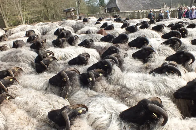 Fischbeker Heidehaus