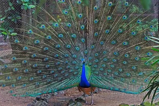 Virginia Zoo