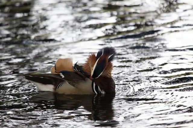 Costa Rica Best Chocolate