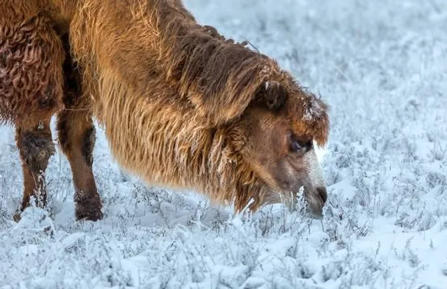 Jembatan Sungai Kromong
