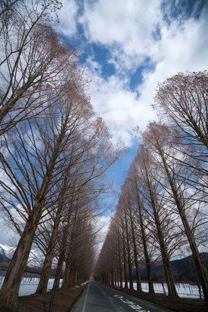 Metasequoia Avenue