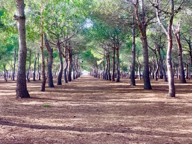 Pinada Rotaria | Finca Lo Albentosa