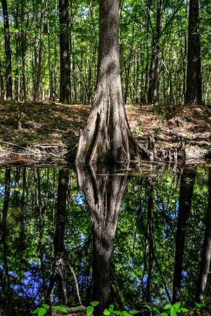 Francis Marion National Forest