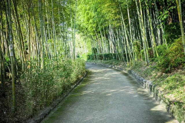 Bamboo Garden