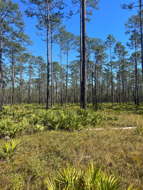 Apalachicola National Forest