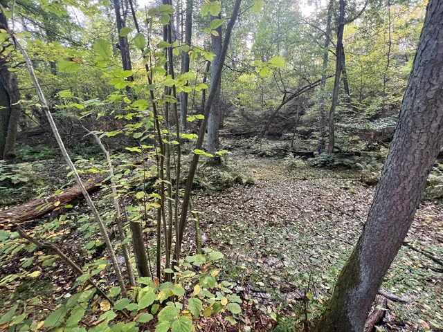 Klingespring (Quelle)