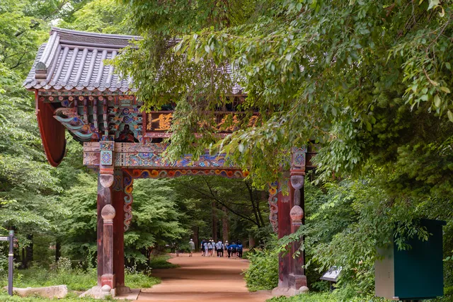 Woljeongsa Needle Fir Forest