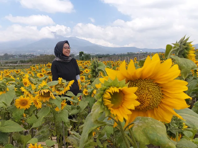 LADANG BUNGA MATAHARI