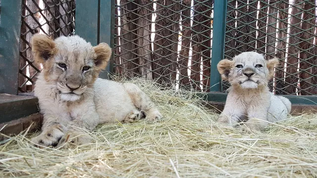 Bela Bela Local Municipality