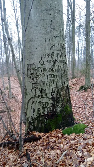 Rezerwat Przyrody Bukowa Góra