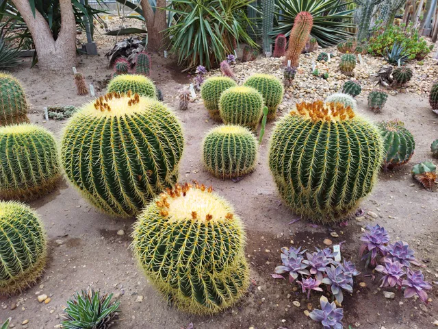 Botanikus kert Debreceni Egyetem Természettudományi Kar