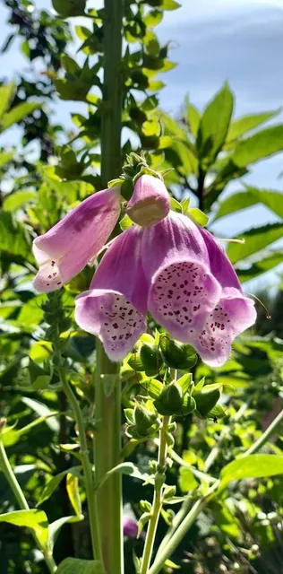 Leeds Castle Culpeper Garden