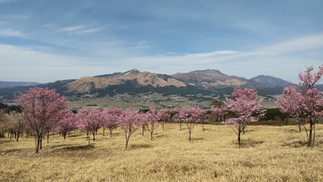 Minamiaso Sakura Kouen