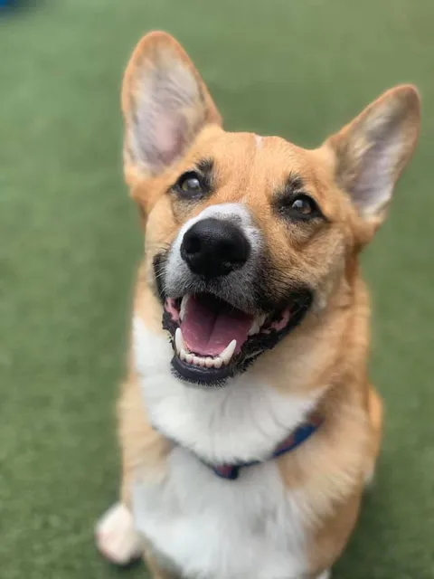 Dog Pawz Veterinary Center & Pet Resort