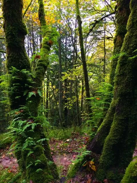 Mount Talbert Nature Park