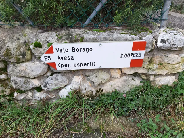 Vajo Borago