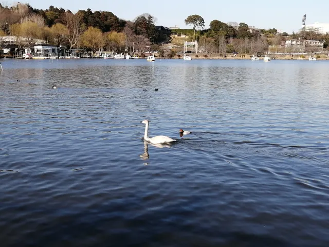 Senba Park Boys' Forest