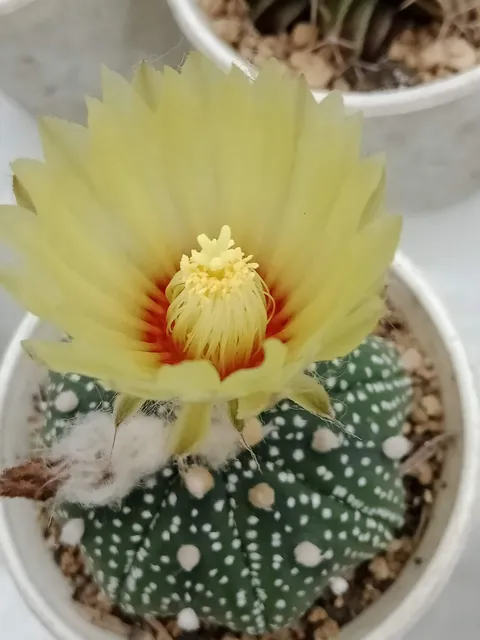 Thapab Junction (Eastgate Andaman)