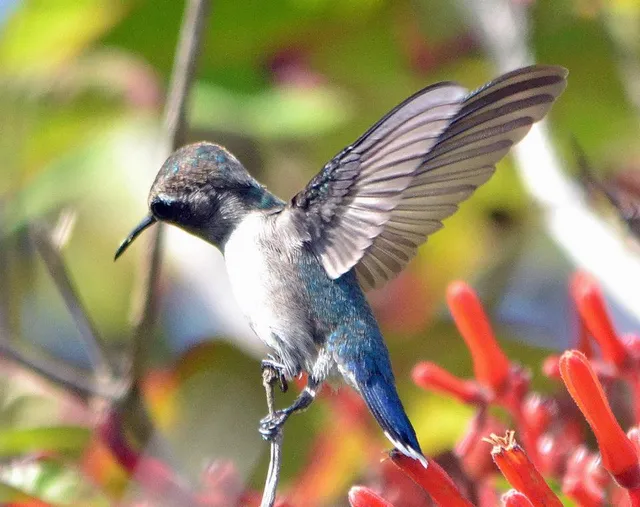 Down East Bird Watching & Nature Tours