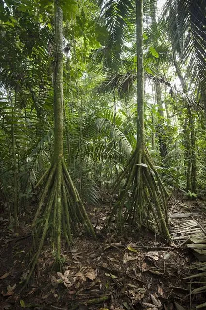 La Selva Biological Station