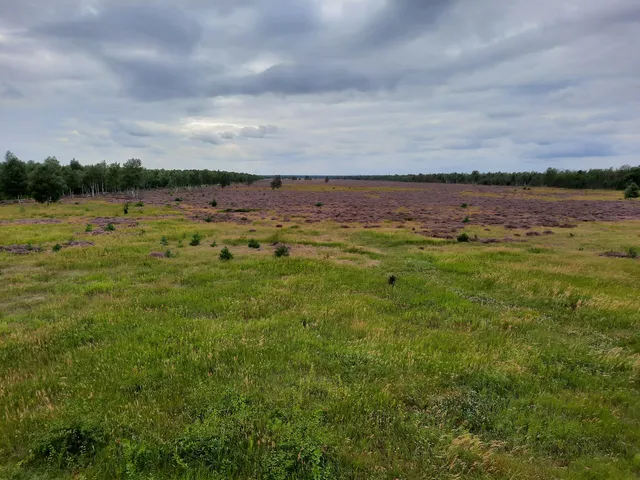 Gohrischheide und Elbniederterrasse Zeithain
