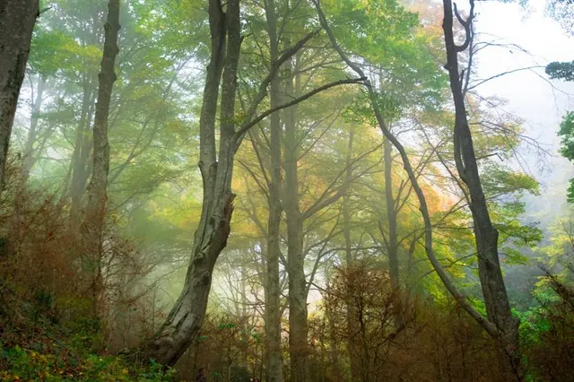 Sant Pere de Torelló