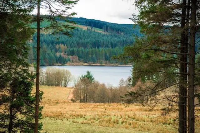 Kielder Forest