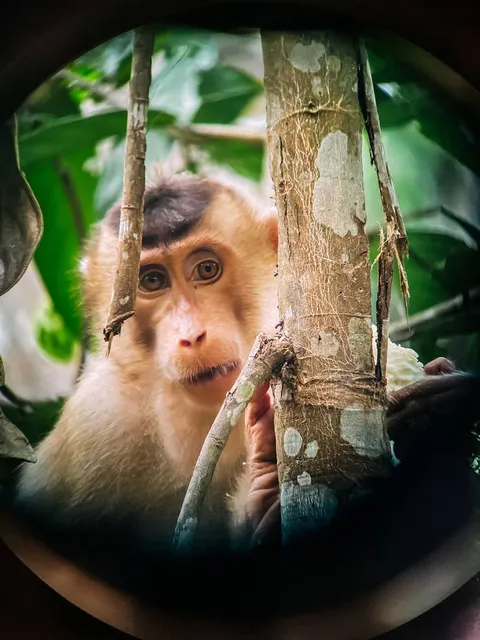 Bornean Sun Bear Conservation Centre (BSBCC)