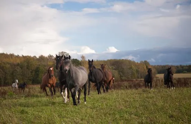 Ganondagan State Historic Site