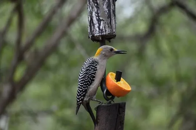 Bentsen-Rio Grande Valley State Park