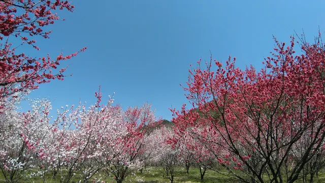 Kisokoma Forest Park