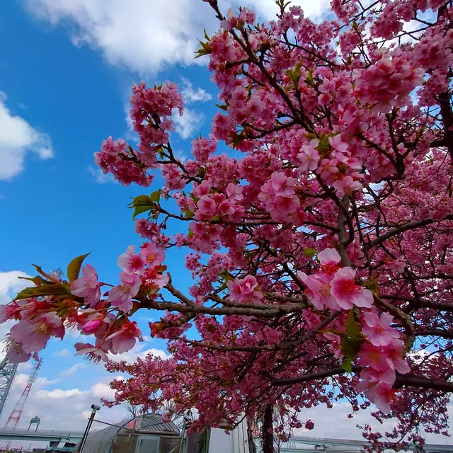 Kawazu cherry blossoms along the Koide River