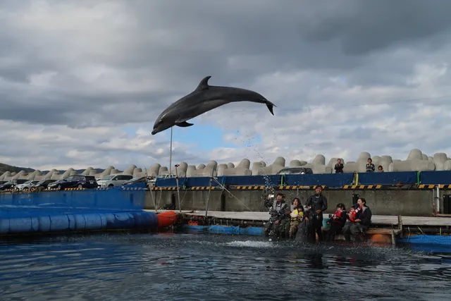 Experience facility Dolphin Fantasy Ito