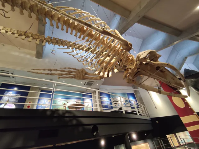 Kiramesse Muroto Whale Museum