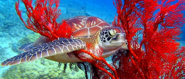 Vila Ombak Divers Diving Shop