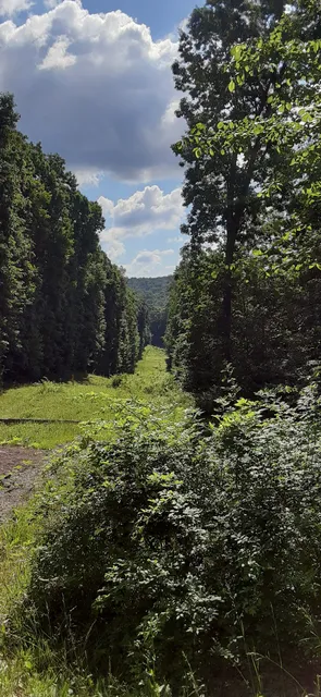 Yellow Creek State Forest