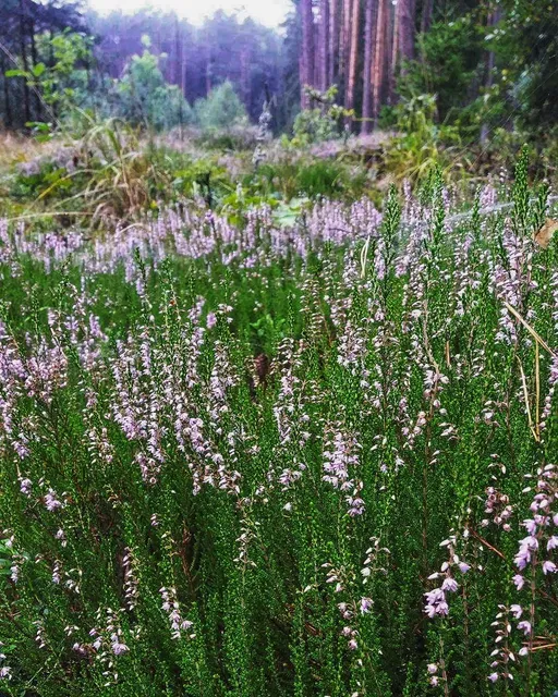 Dom letniskowy "Mazurski Zakątek Agaty" Nowy Zyzdrój Mazury Noclegi