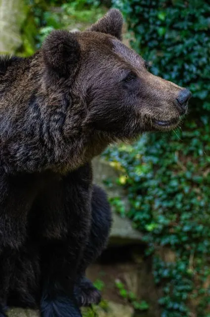 Molló Parc | Parc d'animals