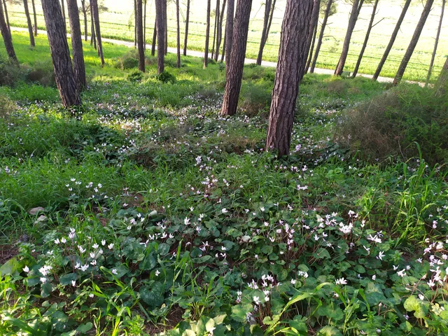 גבעת הרקפות