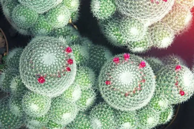 Museu Histórico Municipal Gilberto Gerlach