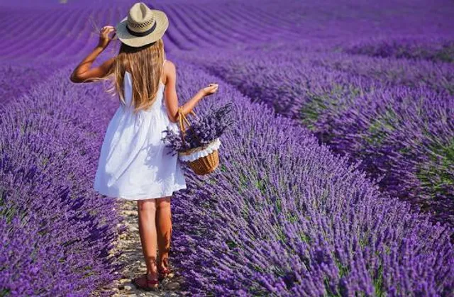 Proud Mountain Lavender Meadow