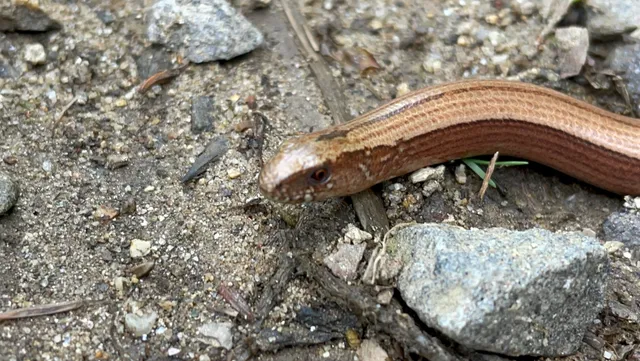 Koci grzbiet (Szczyt Góry)