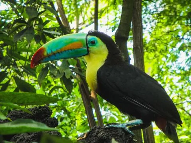 Papiliorama
