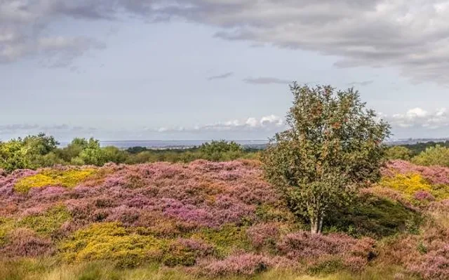 Thurstaston Hill