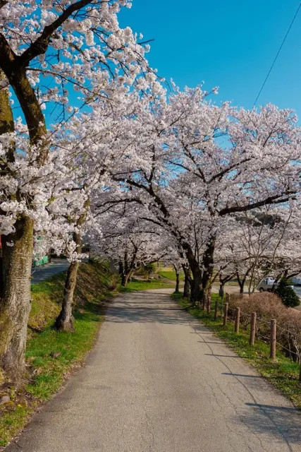Kannon Sakura Tree