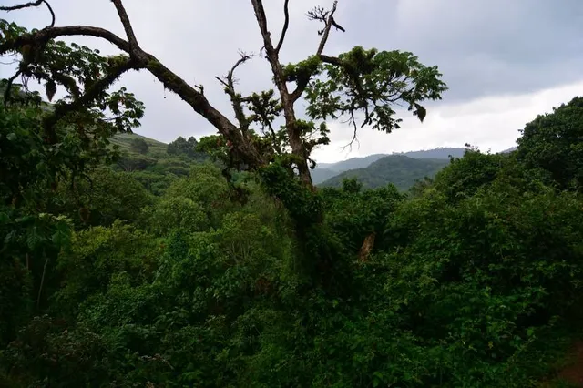 Echuya Central Forest Reserve